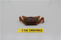 藏品(隆背大眼蟹)的圖片